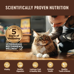 Wellness CORE+ Digestive Health Pate Adult Wet Cat Food, Natural, Protein-Rich, Grain Free (Chicken)