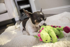 goDog Bubble Plush Dragons Squeaky Dog Toy, Chew Guard Technology - Bright Green