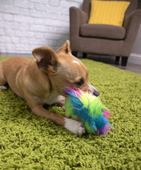 goDog Furballz Ring Squeaky Plush Dog Toy, Chew Guard Technology - Rainbow