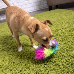 goDog Furballz Ring Squeaky Plush Dog Toy, Chew Guard Technology - Rainbow