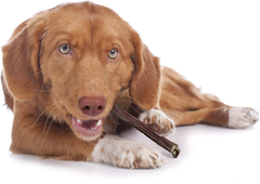 Cadet 100% Beef Strips Dog Chew Sticks, Long-Lasting Single-Ingredient Natural Treats, High-Protein, Perfect for Small & Large Breeds