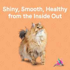 Canidae Goodness for Skin and Coat, Premium Adult Dry Cat Food with Real Salmon