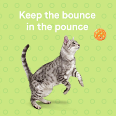 Canidae Goodness for Joints, Premium Adult Dry Cat Food with Real Salmon