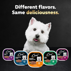 CESAR Filets in Gravy Adult Wet Dog Food, Filet Mignon and New York Strip Flavors Variety Pack
