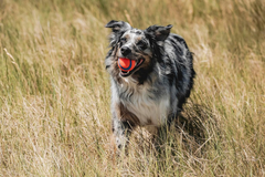 Chuckit! Ultra Ball Dog Toy - Medium Bouncy Fetch Balls For Dogs 20-60 lbs - Made from Durable Rubber - Floating Water Pet Toys 2.5-inch Diameter - Pack of 2