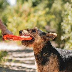 Chuckit! Rugged Flyer Dog Toy,  Assorted Colors