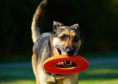 Chuckit! Rugged Flyer Dog Toy,  Assorted Colors