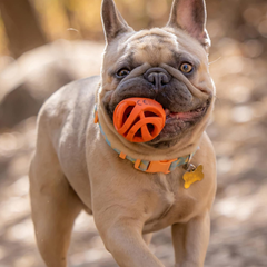 Chuckit! Air Fetch Ball Dog Toy, for dogs 20-60 lbs