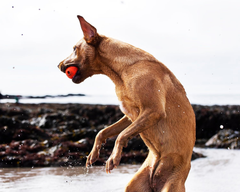 Chuckit! Fetch Ball