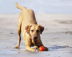 Chuckit! High-Bounce Rubber Fetch Ball