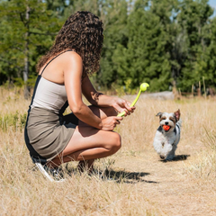 Chuckit! Sport 14S Dog Ball Launcher - Includes a 2-inch Diameter Small Ball for Dogs 0-20 Pounds - Manual Tennis Ball Thrower With a Slim Handle - 14-inch Length Chucker