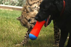 ChuckIt! Tumble Bumper Dog Toy
