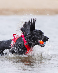 ChuckIt! Amphibious Fetch Balls, Set of 3