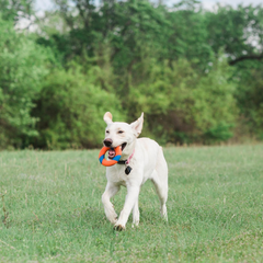 Chuckit! Ring Chaser Dog Ball Launcher Dog Toy Set, 22 Inch Length with 4.5 Inch Dog Ball Ring