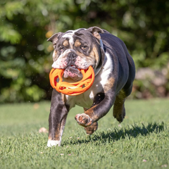 Chuckit! Air Fetch Wheel Doy Toy, Orange