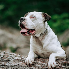 Herm Sprenger Ultra-Plus Prong Dog Training Collar with Latch