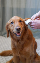 Four Paws Healthy Promise Grooming Soothing Pet Ear Cleaning Wipes, Odor Reducing & Itch Relief