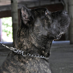 Titan - Coastal Pet Products Titan X-Fine Chain Dog Training Choke/Collar, Chrome