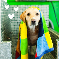 Earthbath Oatmeal and Aloe Dog Shampoo- Oatmeal Shampoo for Smelly Dogs, Dog Wash in Bulk, Helps Itchiness and Dry Skin, Shampoo for Pet Grooming, Dilutes 33:1- Vanilla and Almond