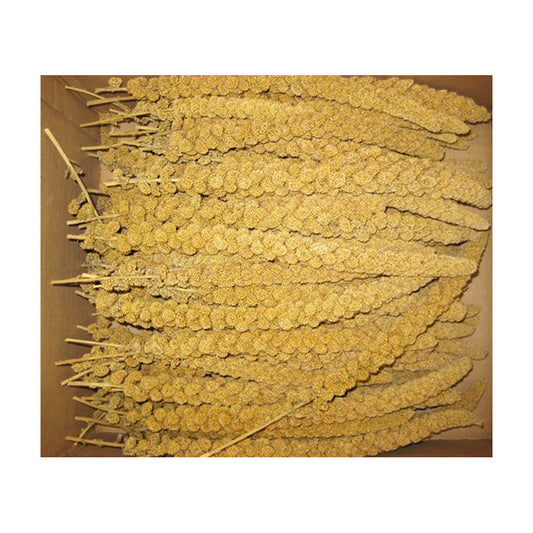 Sunseed® Golden Millet Spray for Birds 5 Lbs