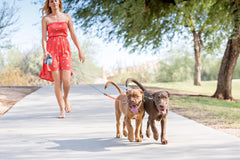 Wigzi Dual Doggie Retractable Gray, Green, & Orange Dog Leash