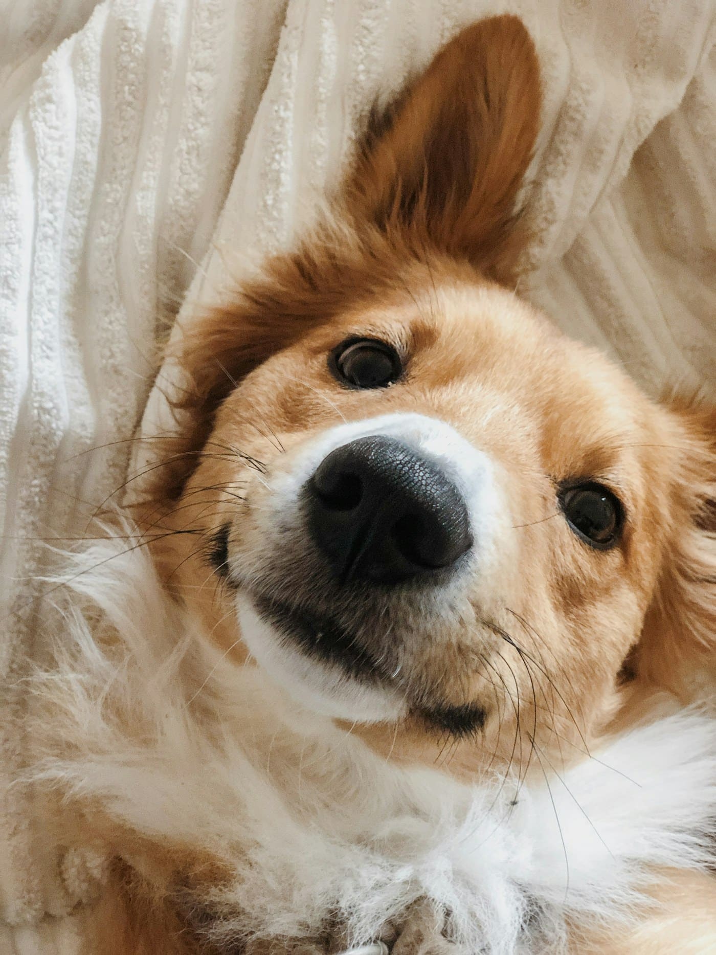 Happy dog ready for toys and treats