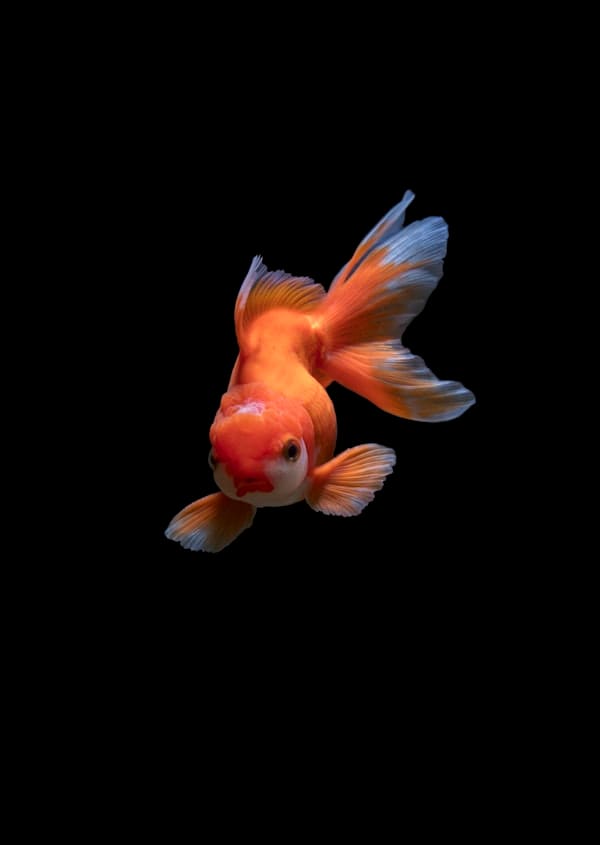 Shop aquarium fish supplies and food