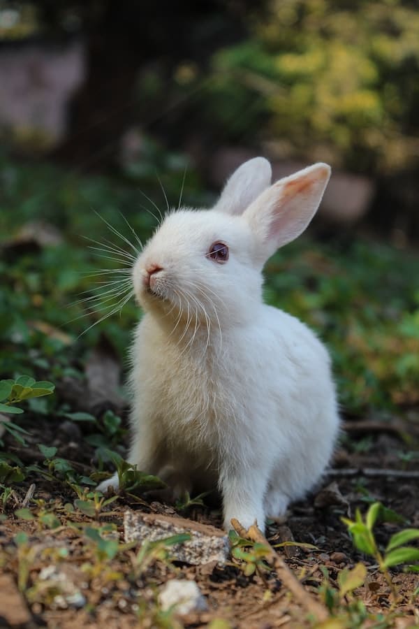 Shop supplies for rabbits, hamsters and small pets